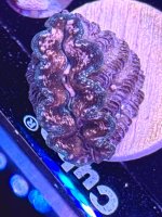 IMG_1111.jpeg