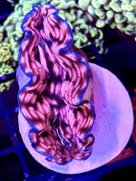 IMG_1116.jpeg