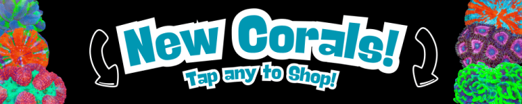 corals.png