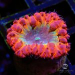 CoralAuction50_ac377dc6-5b33-4c23-9e1e-96e11c31e9ed.jpg