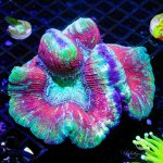 CoralAuction52_8a08992c-476d-4b55-8354-cea4053422ed.jpg