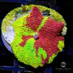CoralAuction54_a26d9da5-a2a2-437e-ac84-7927d0d18018.jpg
