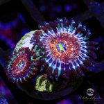 CoralAuction25_0c6de3a7-b48a-41af-b2dc-e290bbc17db3.jpg