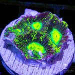 CoralAuction14_2736fd85-2611-4ae5-89e4-5f9456cdcbe1.jpg