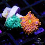 CoralAuction49_90f5d436-ab86-44e7-b412-a3e287884388.jpg