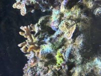 IMG_1028-compressed.jpeg