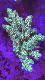 1FA6FF24-B2A7-4F85-90DF-B3F2A16B38F9.png