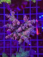 IMG_5565.jpeg