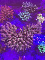 IMG_5554.jpeg