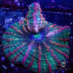 CoralAuction5_552ff522-a224-40d8-82ff-86f9b47d2464.jpg