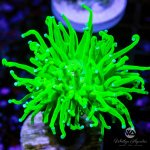 CoralAuction4_26bb63ee-ffd4-4eff-be56-f5ae39af74ca.jpg