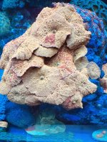 IMG_5184.jpeg