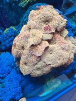 IMG_5183.jpeg