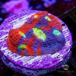 WASupermanRainbowChalice-WYSIWYG.jpg