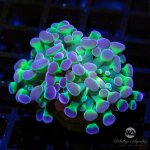 B9-BranchingHologramHammer-WYSIWYG.jpg