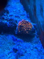 IMG_2277.jpeg