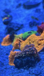 IMG_2271.jpeg