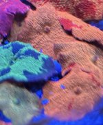 IMG_2275.jpeg