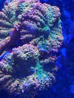IMG_2265.jpeg