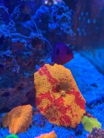 IMG_2252.jpeg