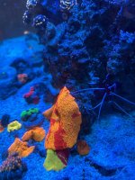 IMG_2254.jpeg