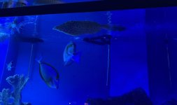 IMG_1266.jpeg