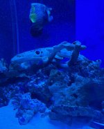 IMG_1267.jpeg