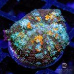 CoralAuction51_0c1ba2de-a220-4867-85a3-5a3db3d4dbb0.jpg