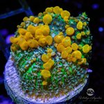 CoralAuction48_e3c8e47f-f7f9-4eac-a5cc-9dff2d80cf1c.jpg