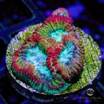 CoralAuction17_e18c44f3-3b44-456d-8228-7909ce884925.jpg