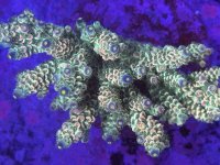 IMG_5803.jpeg