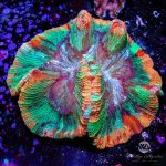 AuctionCoral11_8fdca8ca-f01e-4680-aadb-7fce2e8c5ece.jpg