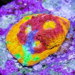CoralAuction52_54492256-b126-4677-a50c-9ede8d6513b1.jpg