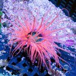 CoralAuction4_87154d39-c7b4-49f8-a225-0d84a895e8f1.jpg