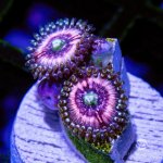 CoralAuction11_fead11e5-7da8-4394-913c-fba7a7de8c3d.jpg