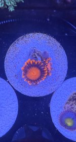 IMG_1149.jpeg