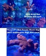 Digi.jpg