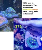 Echinophyllia.jpg