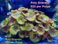 Grandis.jpg