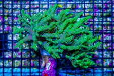 DSC07499.jpg