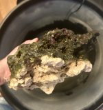 IMG_5964.jpeg