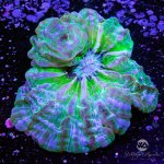 CoralAuction43_5e8a830c-9685-44a4-bd9c-178ed463dd3c.jpg