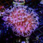 CoralAuction42_28049e99-06a1-425c-912b-cf29ea366af8.jpg