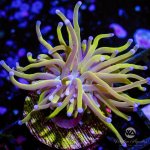 CoralAuction35_23992d5a-7a07-4112-a482-a023d50335f5.jpg
