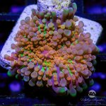 CoralAuction28_345054b9-0f01-47c5-9da5-b7c816384575.jpg