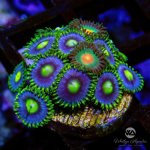 CoralAuction10_b3434628-d983-4a29-9d23-98e931ceb675.jpg