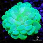 CoralAuction12_466f5f33-1048-429c-881d-05a25b2195bf.jpg