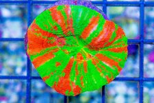 DSC07594-1.jpg