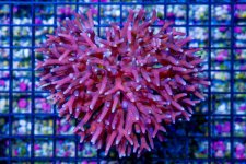 DSC07603-1.jpg
