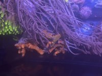 IMG_5175.jpeg